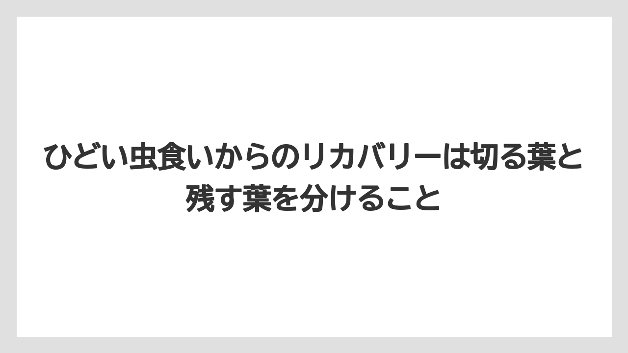 【コーヒー】【大葉】【栽培】ひどい虫食いからのリカバリーは切る葉と残す葉を分けること
