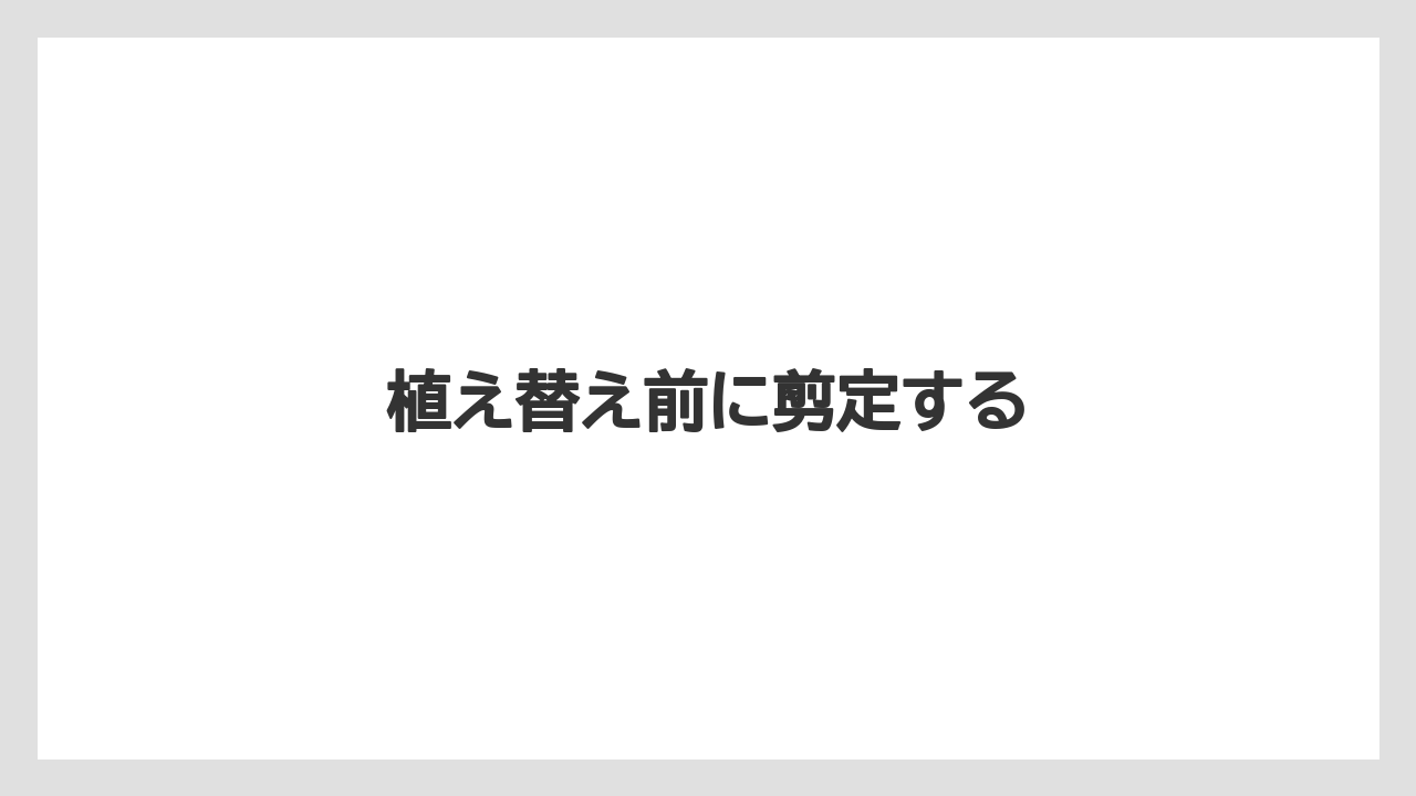 【剪定】【植え】【水やり】【育て方】【花】植え替え前に剪定する