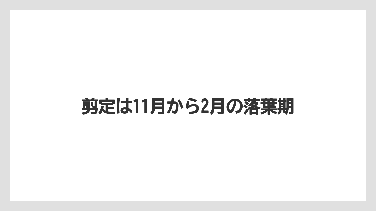 【スモークツリー】【栽培】【苗】剪定は11月から2月の落葉期