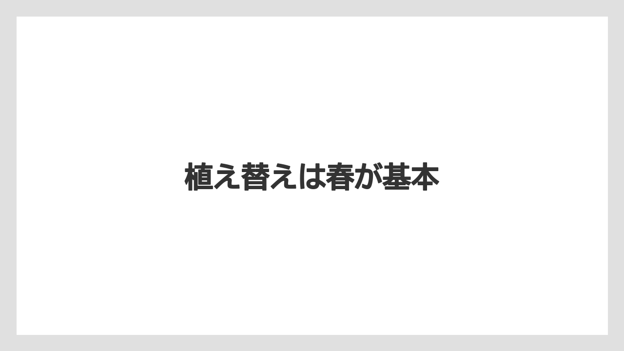 【まりも】【シラン】【水やり】【育て方】【花】植え替えは春が基本