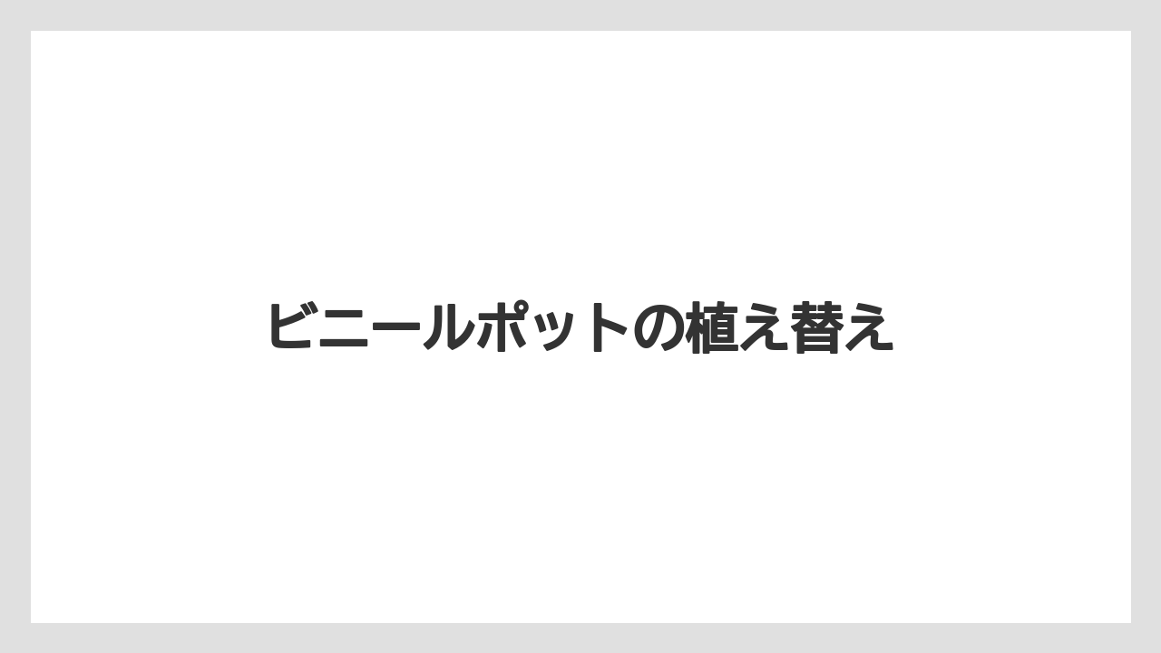 【植物】【水やり】【育て方】【観葉】【越し】ビニールポットの植え替え