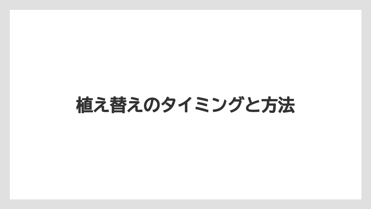【ガジュマル】【栽培】【育て方】植え替えのタイミングと方法