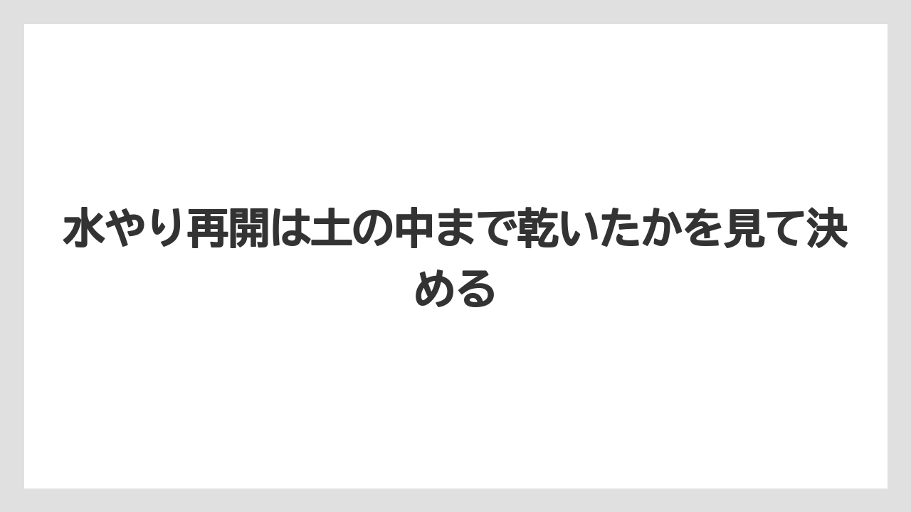 【アガベ】【サボテン】【多肉植物】【栽培】【肥料】水やり再開は土の中まで乾いたかを見て決める