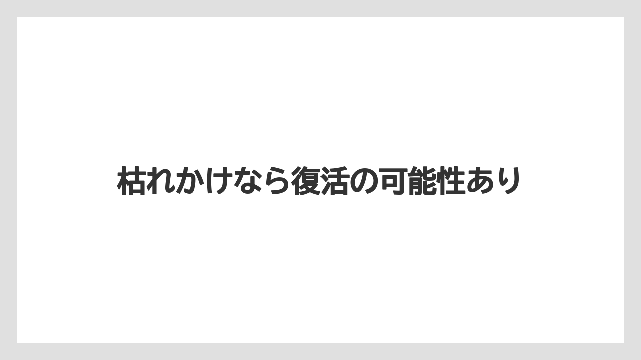 【いけない】【サンスベリア】【サンセベリア】【枯れ】【水やり】枯れかけなら復活の可能性あり