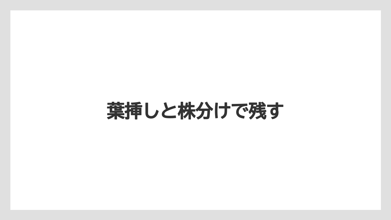 【いけない】【サンスベリア】【サンセベリア】【枯れ】【水やり】葉挿しと株分けで残す