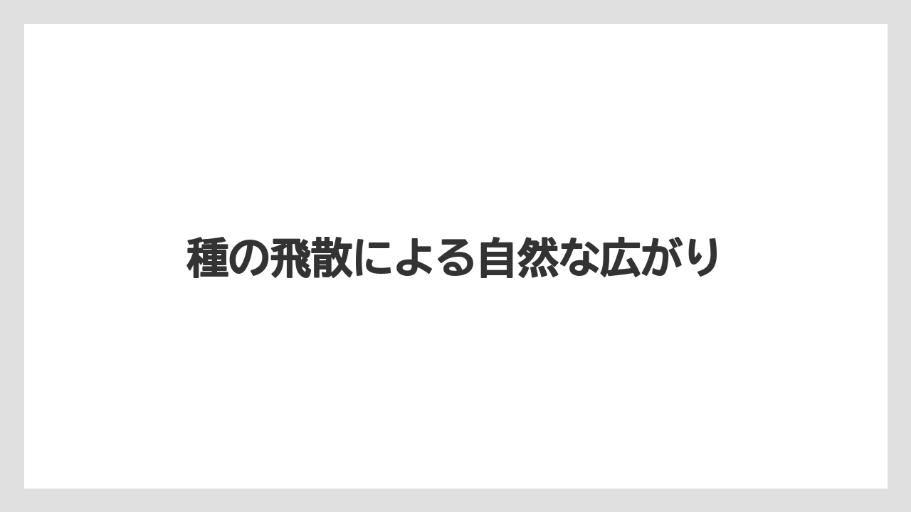 【大葉】【庭】【栽培】種の飛散による自然な広がり
