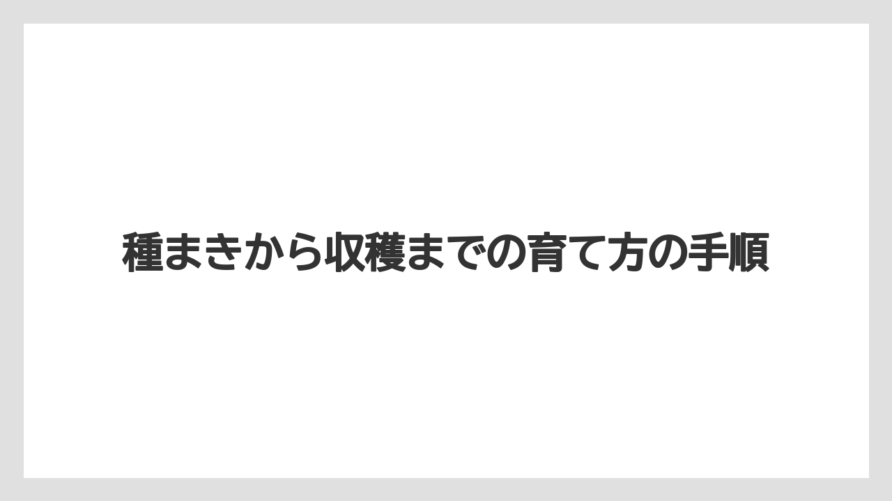 【大葉】【栽培】【水耕栽培】種まきから収穫までの育て方の手順