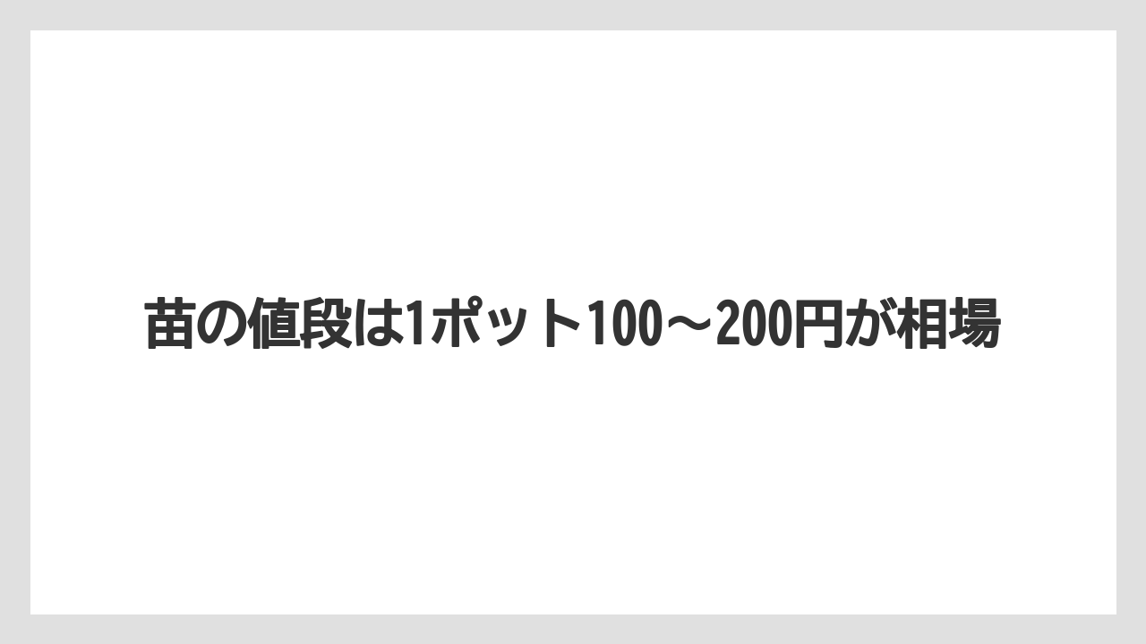 【大葉】【栽培】【育て方】【苗】苗の値段は1ポット100〜200円が相場