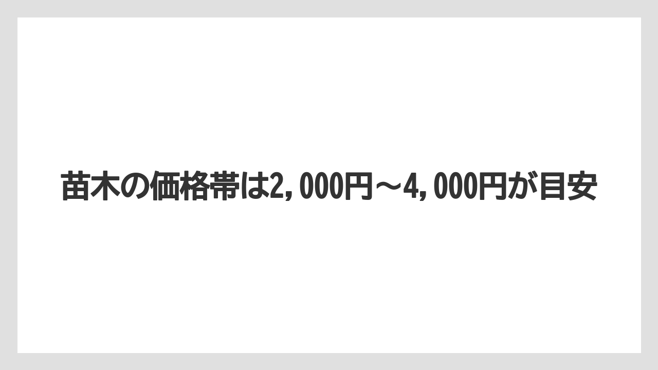 【スモークツリー】【栽培】【苗】苗木の価格帯は2,000円～4,000円が目安