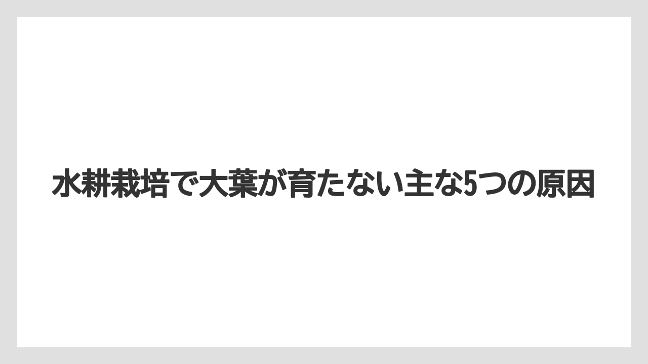 【大葉】【栽培】【水耕栽培】水耕栽培で大葉が育たない主な5つの原因