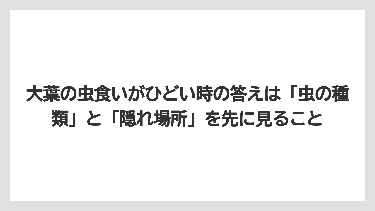 【コーヒー】【大葉】【栽培】大葉の虫食いがひどい時の答えは「虫の種類」と「隠れ場所」を先に見ること