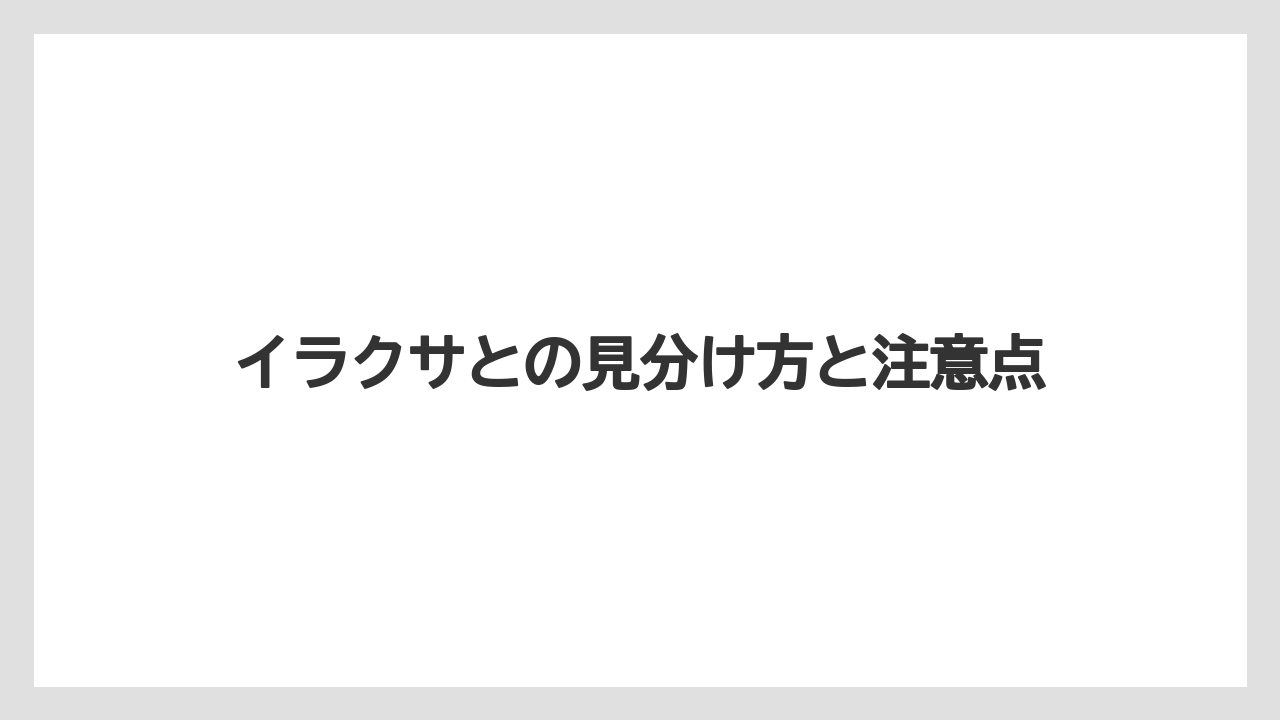 【大葉】【庭】【栽培】イラクサとの見分け方と注意点