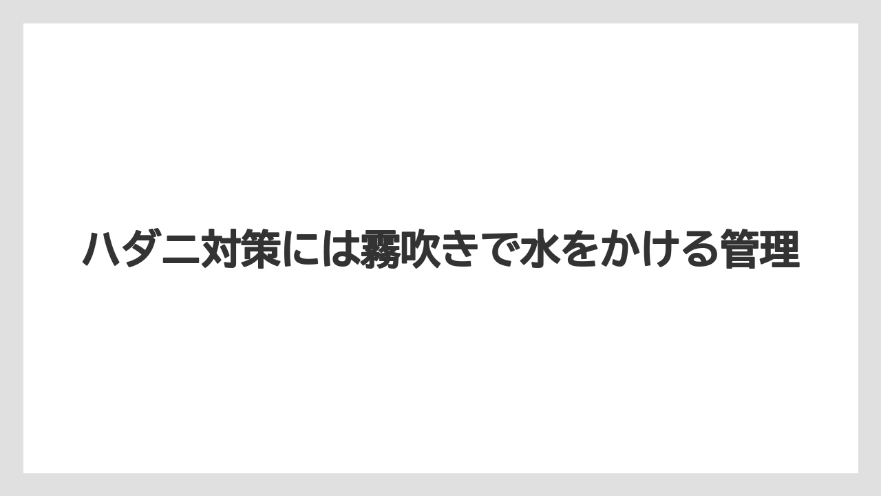 【大葉】【栽培】【水耕栽培】ハダニ対策には霧吹きで水をかける管理