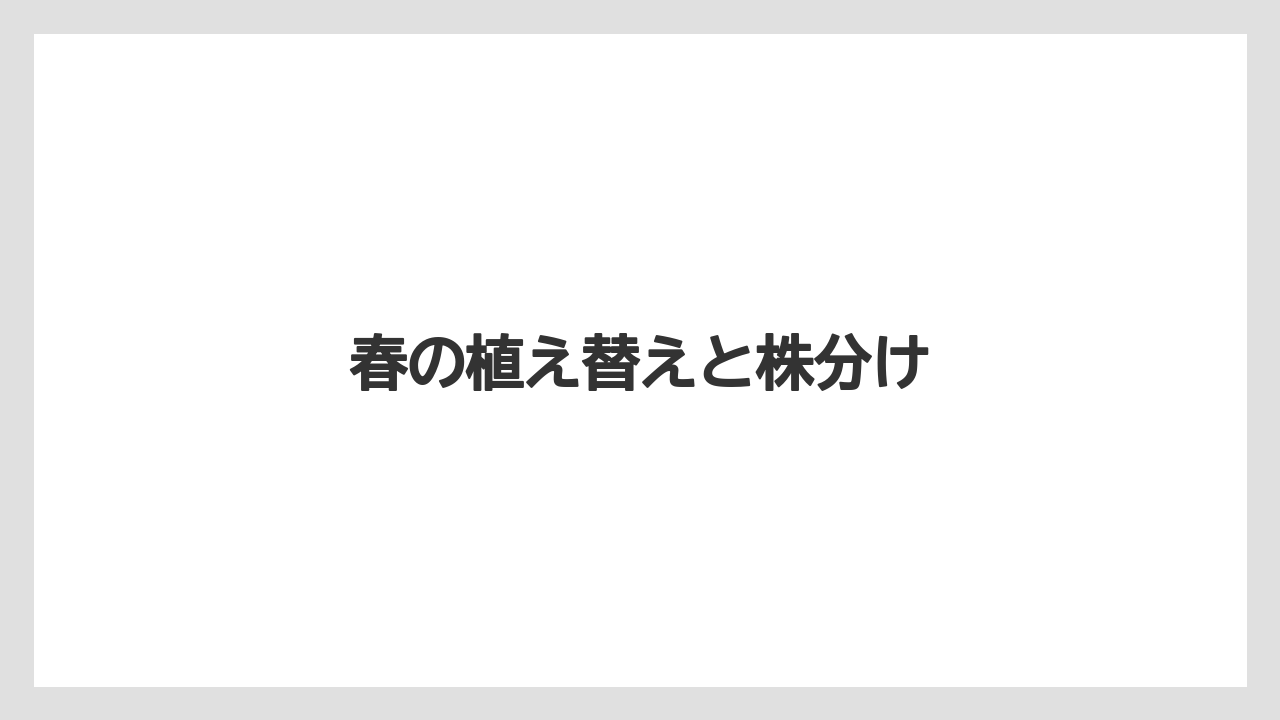 【プランター】【ミント】【剪定】【水やり】【越し】春の植え替えと株分け