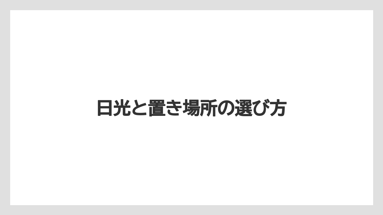 【ガジュマル】【栽培】【育て方】日光と置き場所の選び方