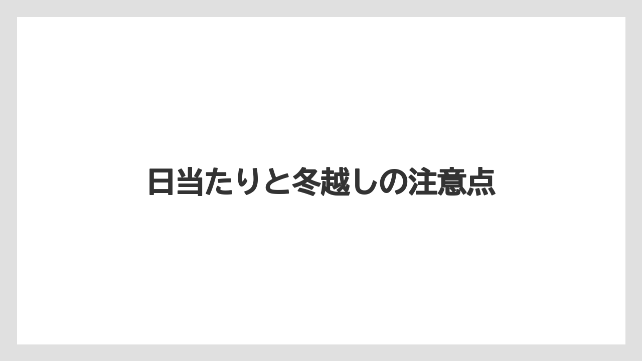 【レモン】【木】【水やり】【育て方】【苗】日当たりと冬越しの注意点