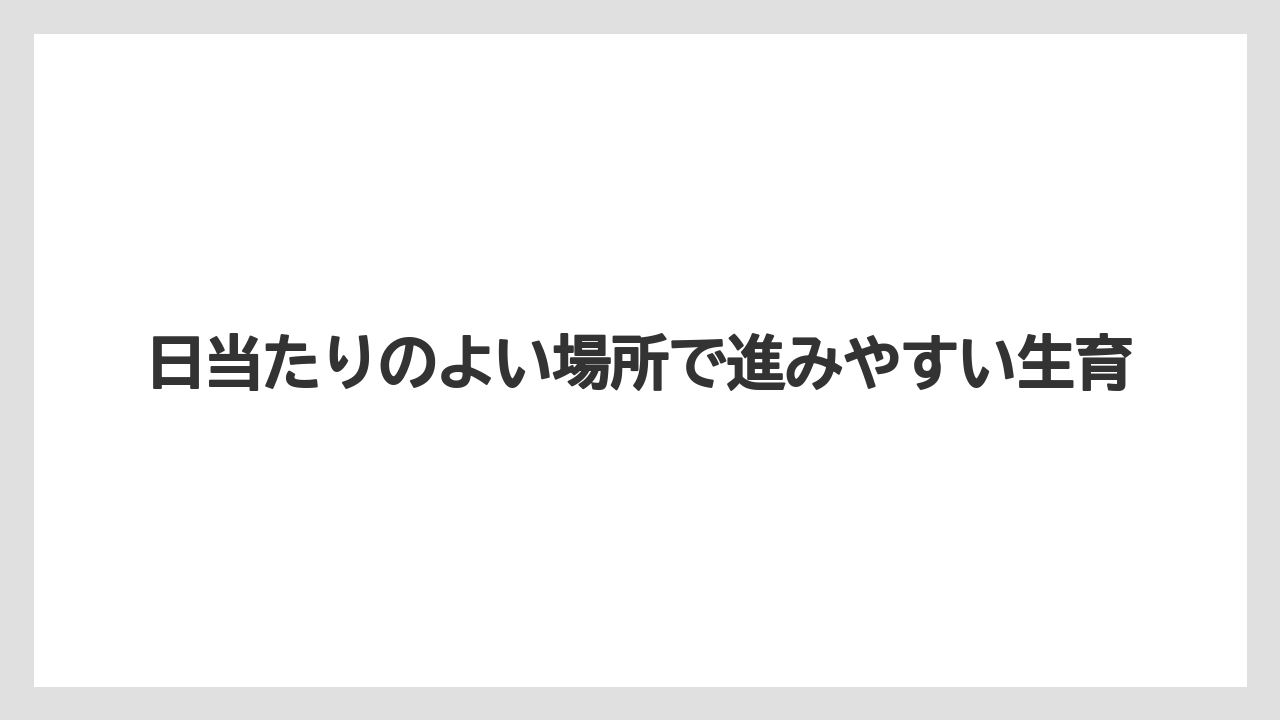 【栽培】【育ち】【行者にんにく】日当たりのよい場所で進みやすい生育