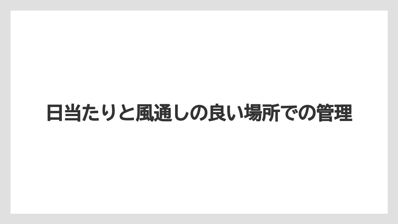 【スモークツリー】【栽培】【苗】日当たりと風通しの良い場所での管理