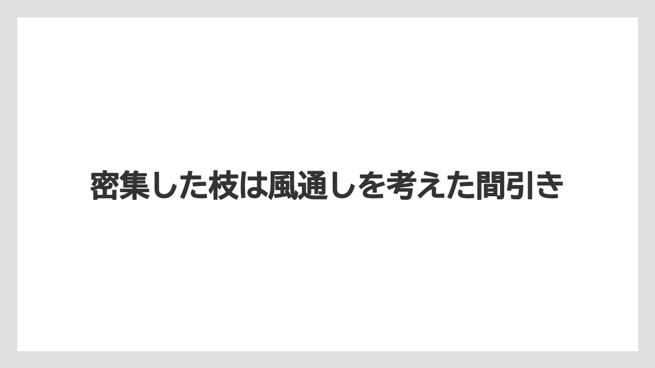【エバーフレッシュ】【栽培】【育て方】密集した枝は風通しを考えた間引き