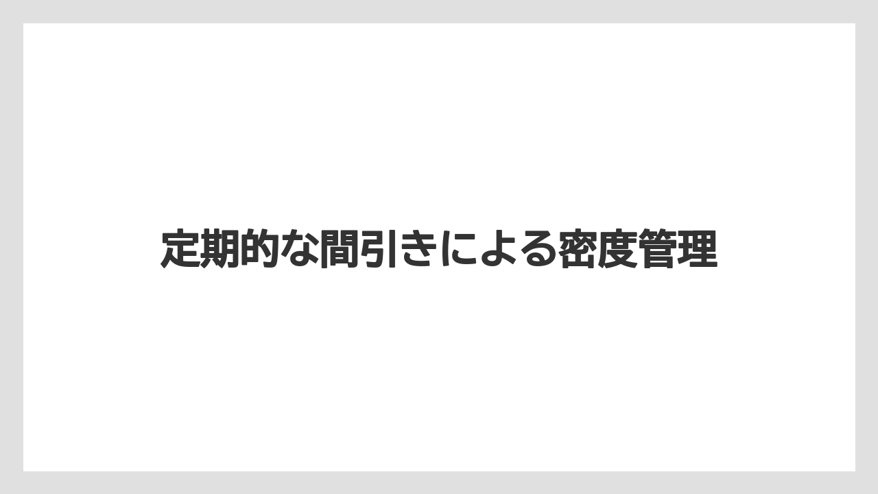 【栽培】【育ち】【行者にんにく】定期的な間引きによる密度管理