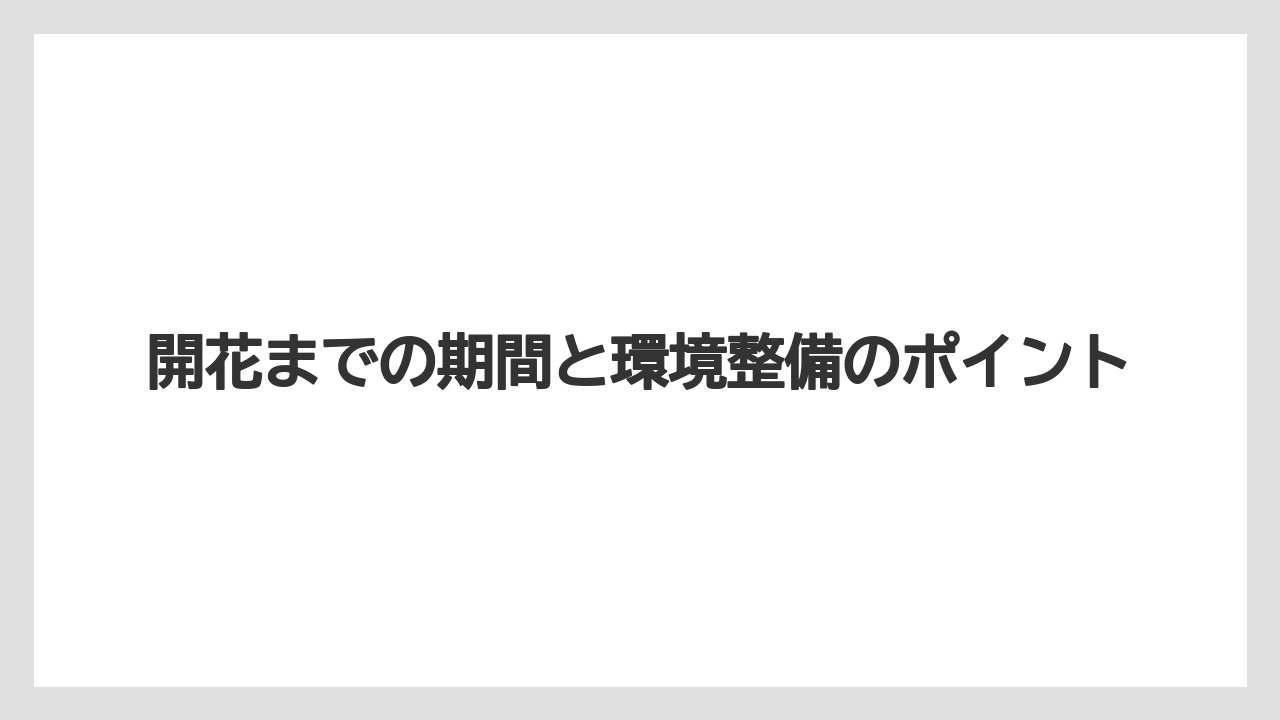 【栽培】【育て方】【胡蝶蘭】【花】開花までの期間と環境整備のポイント