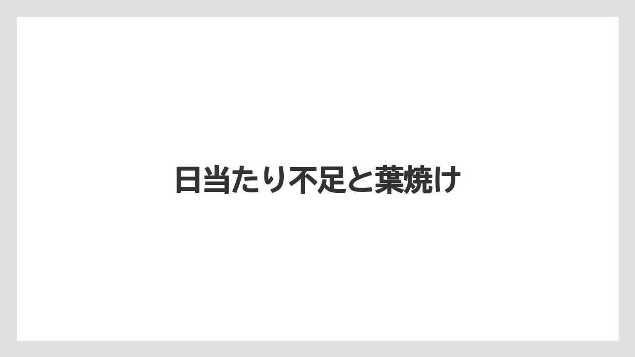 【まりも】【シラン】【水やり】【育て方】【花】日当たり不足と葉焼け