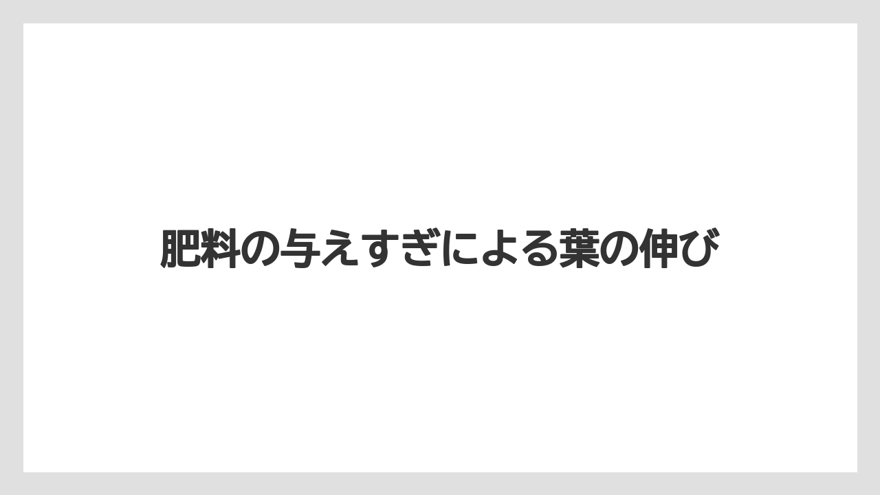 【栽培】【育ち】【行者にんにく】肥料の与えすぎによる葉の伸び