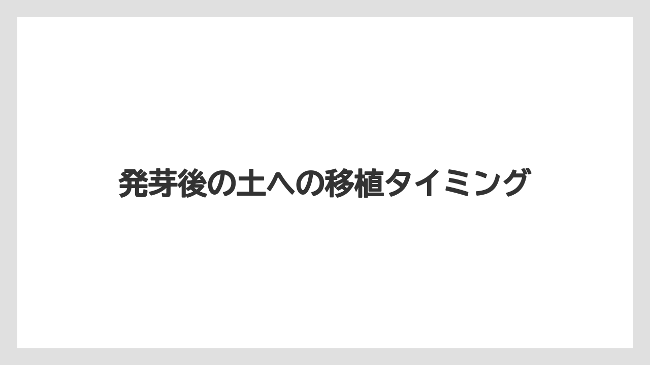 【マンゴー】【栽培】【水耕栽培】【種】発芽後の土への移植タイミング
