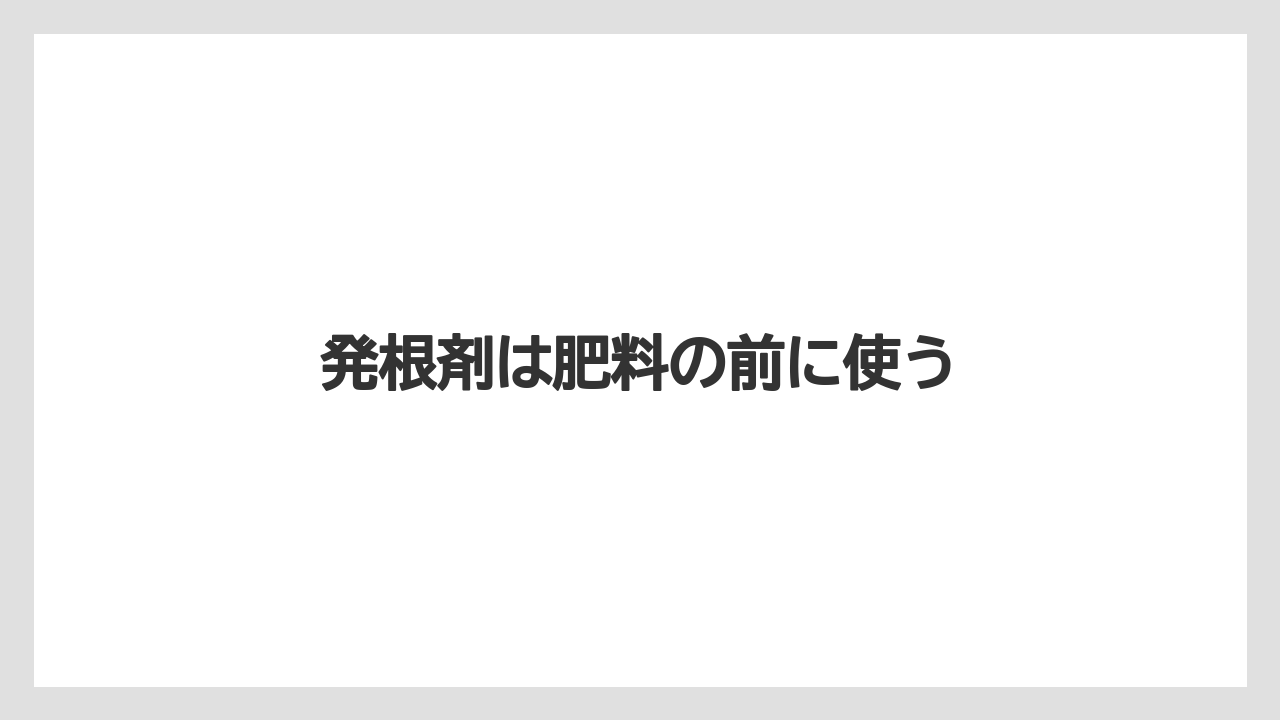 【いけない】【サンスベリア】【サンセベリア】【枯れ】【水やり】発根剤は肥料の前に使う