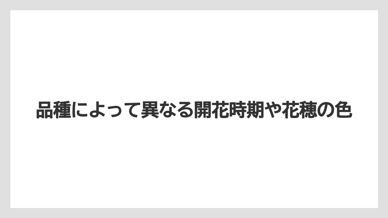 【スモークツリー】【栽培】【苗】品種によって異なる開花時期や花穂の色