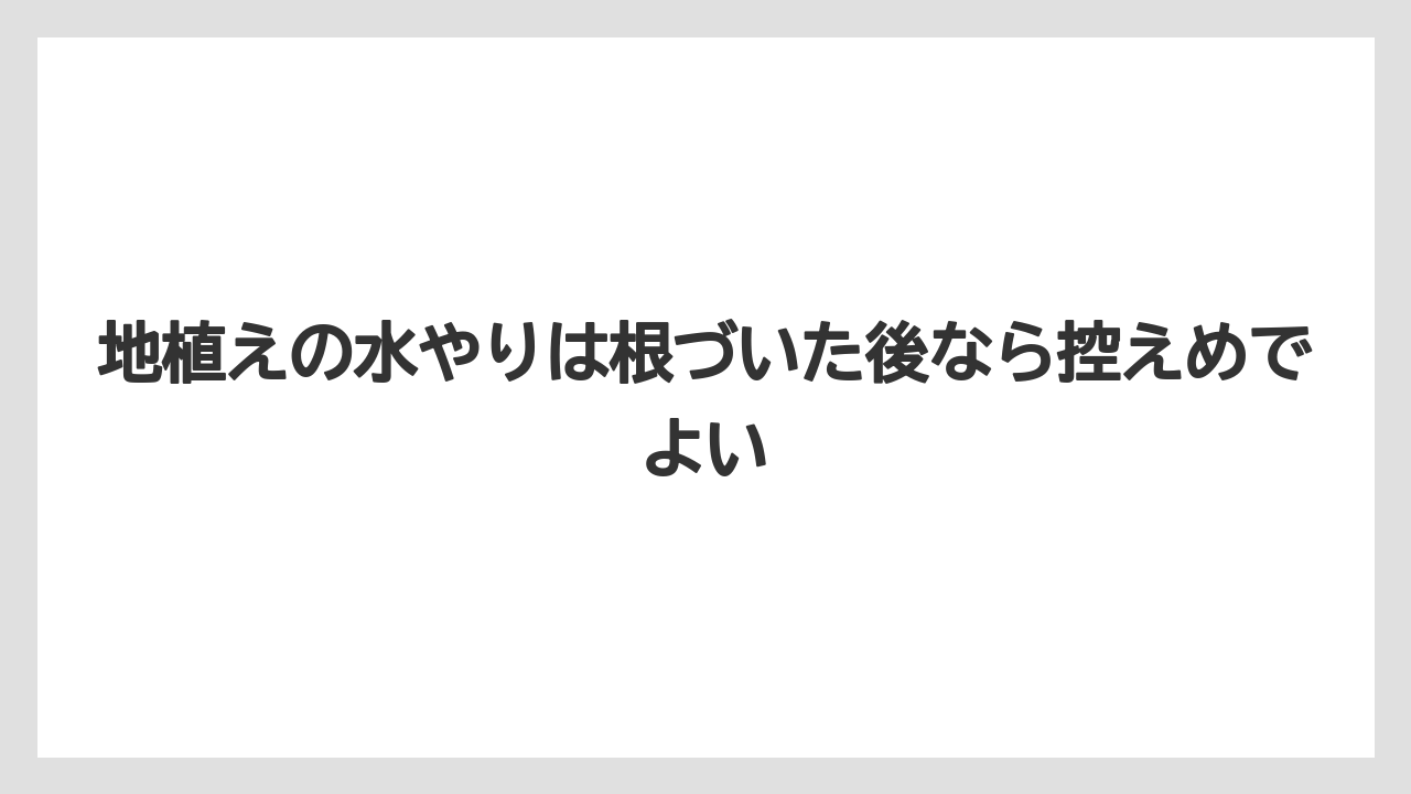 【バラ】【栽培】【肥料】地植えの水やりは根づいた後なら控えめでよい