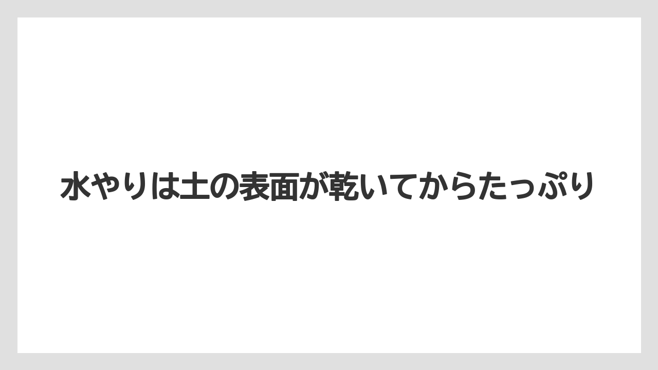 【スモークツリー】【栽培】【苗】水やりは土の表面が乾いてからたっぷり