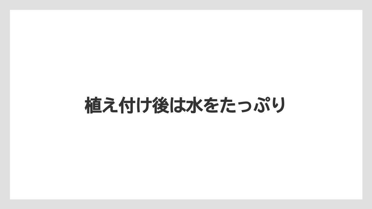 【剪定】【植え】【水やり】【育て方】【花】植え付け後は水をたっぷり
