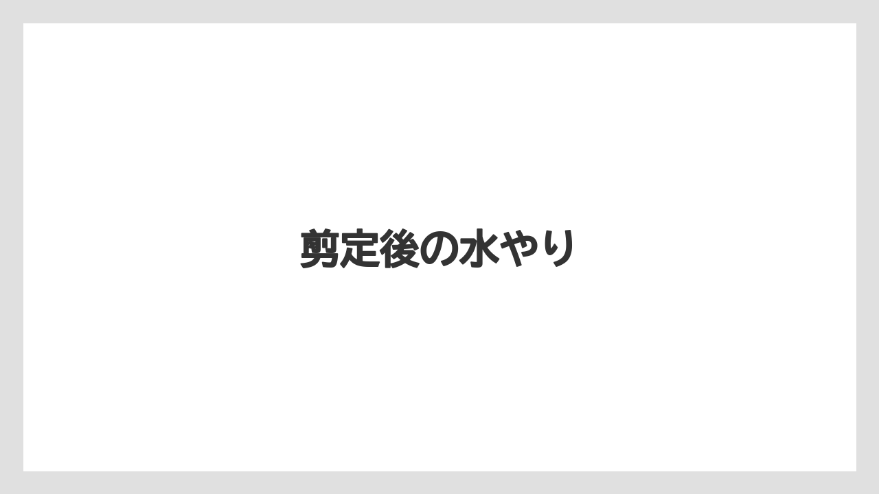 【バラ】【パキラ】【剪定】【水やり】【育て方】剪定後の水やり