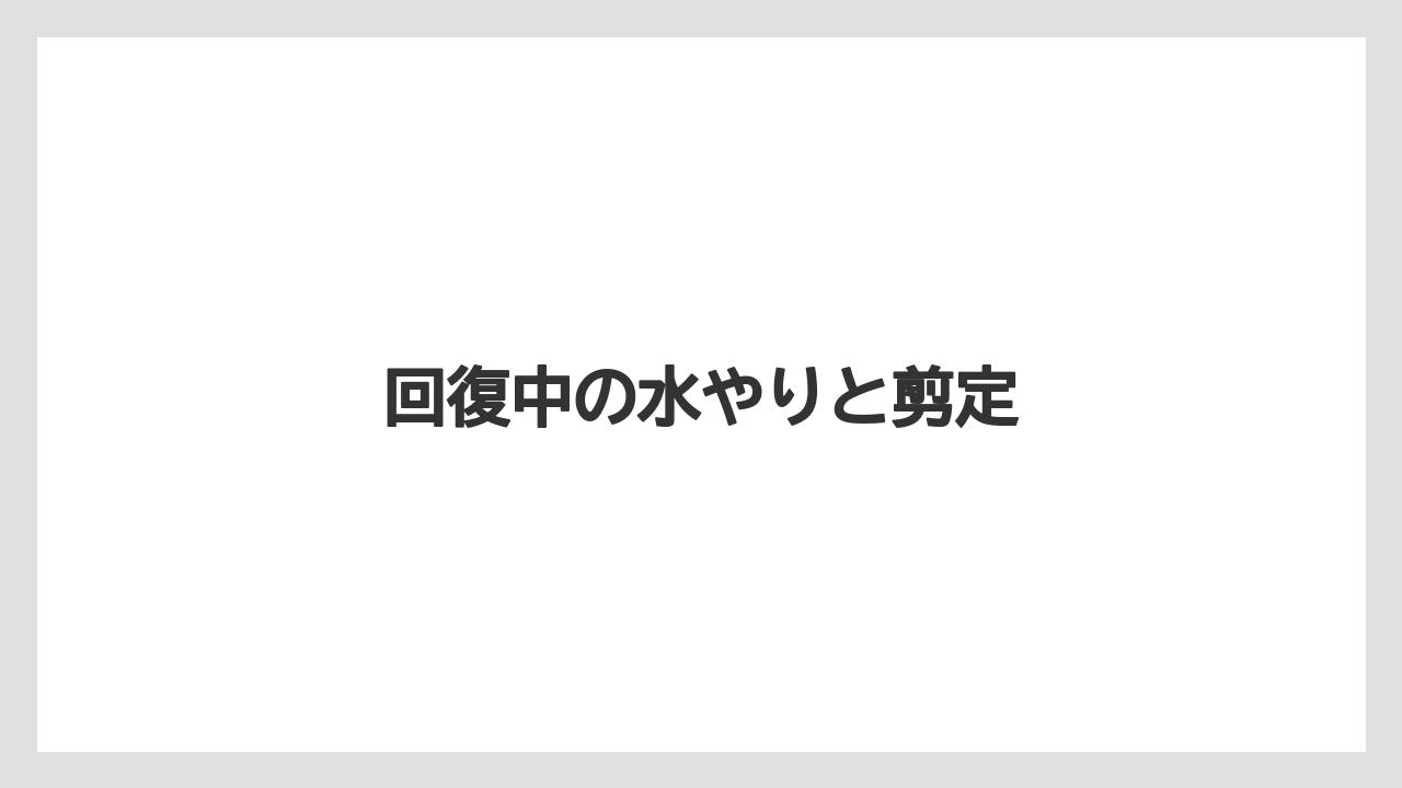 【うどんこ】【ベニカX】【多肉植物】【水やり】【育て方】回復中の水やりと剪定