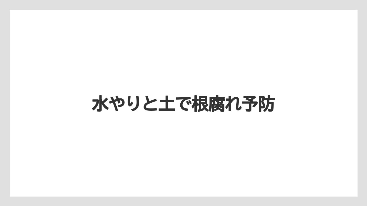【バラ】【プランター】【水やり】【液体肥料】【草】水やりと土で根腐れ予防