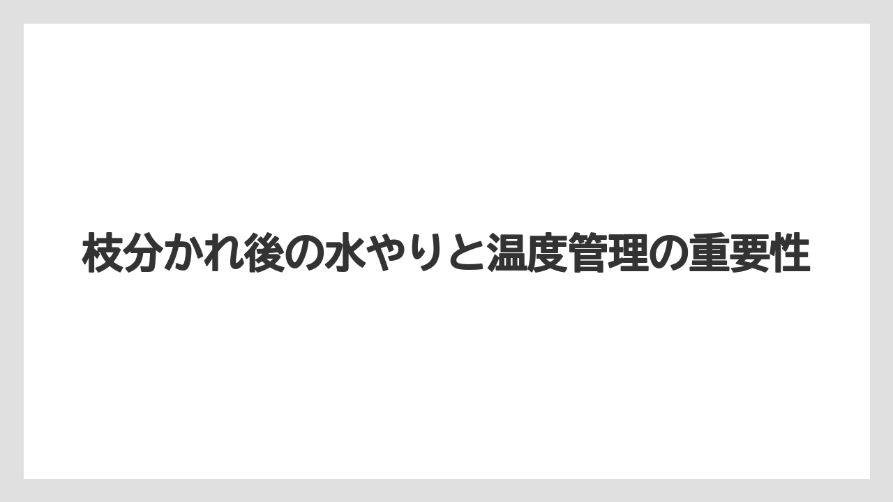 【栽培】【育て方】【胡蝶蘭】【花】枝分かれ後の水やりと温度管理の重要性