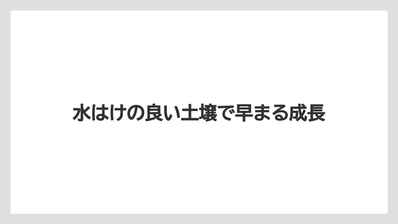 【栽培】【育ち】【行者にんにく】水はけの良い土壌で早まる成長