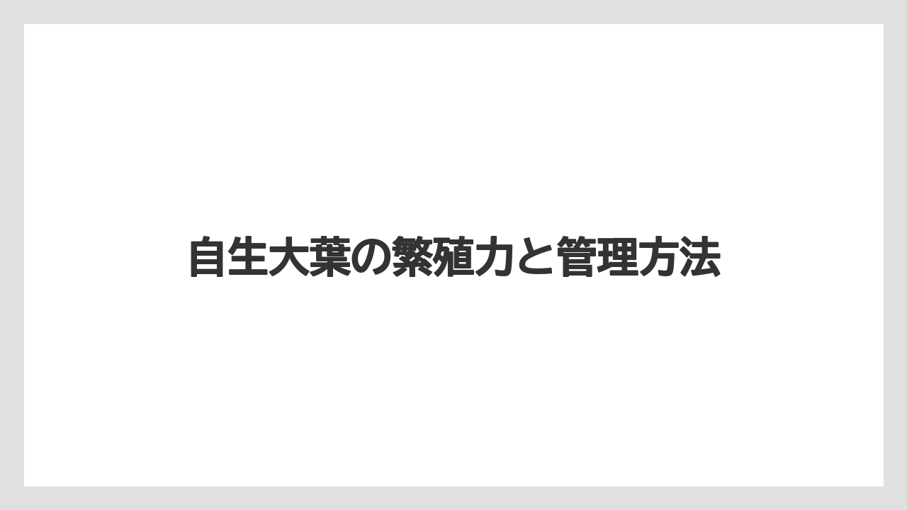 【大葉】【庭】【栽培】自生大葉の繁殖力と管理方法