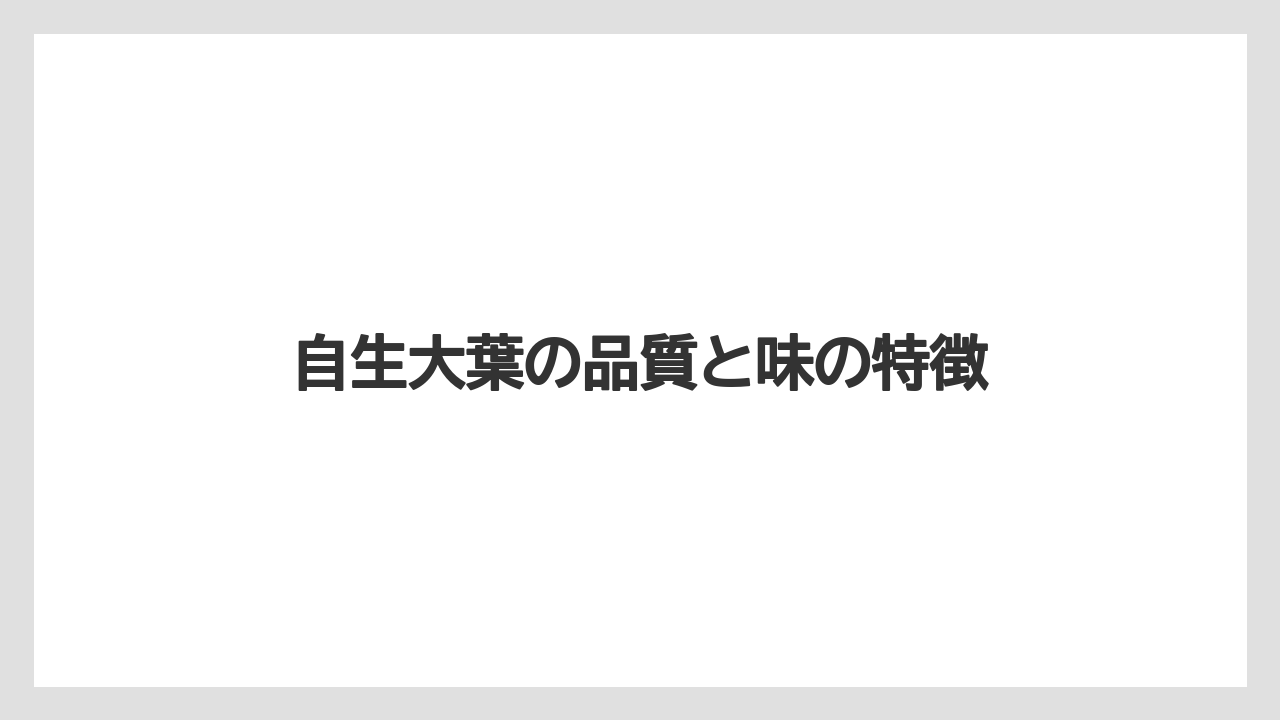 【大葉】【庭】【栽培】自生大葉の品質と味の特徴