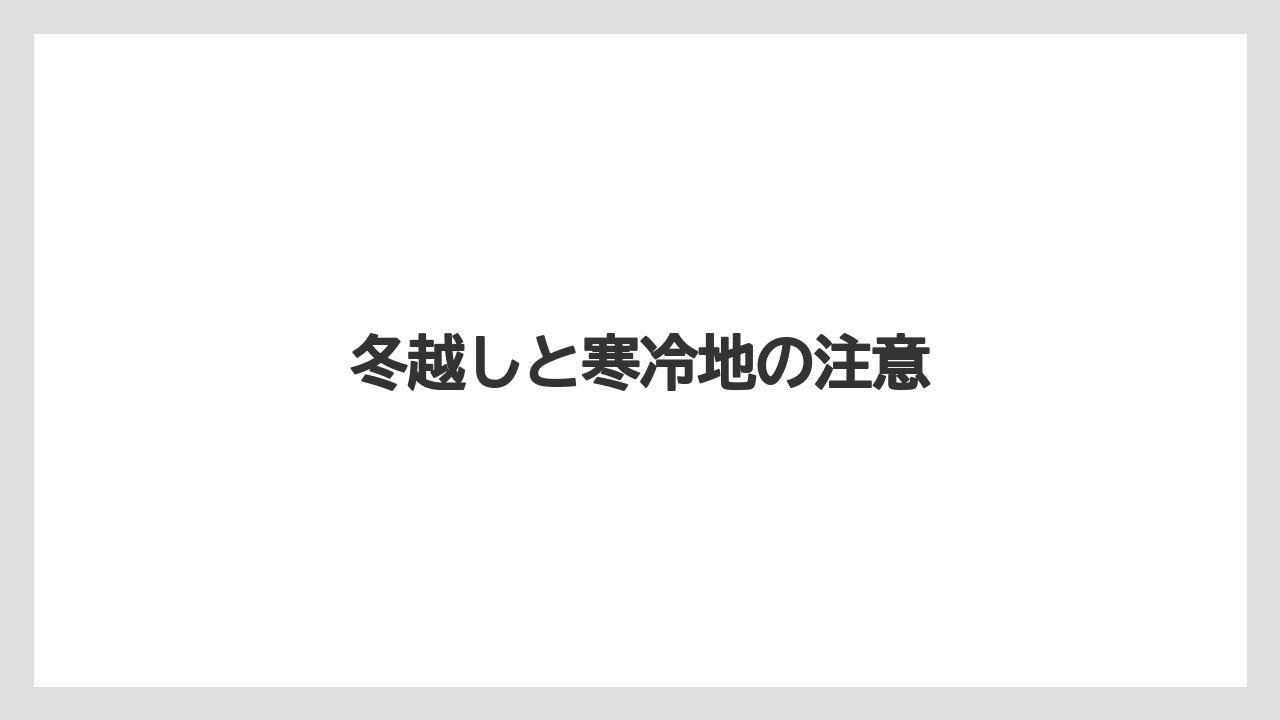 【栽培】【植え】【水やり】【種】【育て方】冬越しと寒冷地の注意