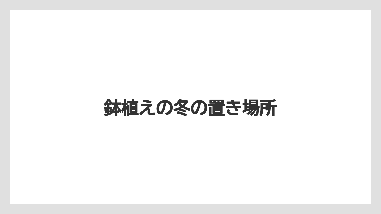 【バラ】【支柱】【水やり】【育て方】【越し】鉢植えの冬の置き場所