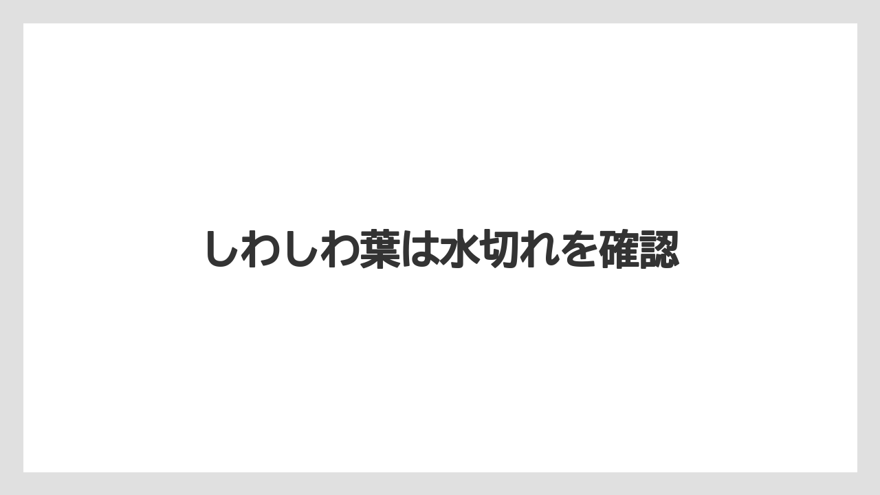 【いけない】【サンスベリア】【サンセベリア】【枯れ】【水やり】しわしわ葉は水切れを確認