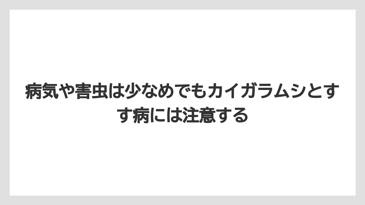 【バラ】【栽培】【猫】病気や害虫は少なめでもカイガラムシとすす病には注意する