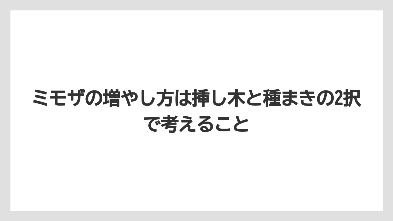 【バラ】【ミモザ】【栽培】【肥料】ミモザの増やし方は挿し木と種まきの2択で考えること