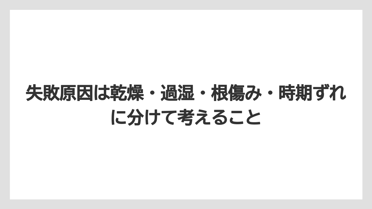 【バラ】【ミモザ】【栽培】【肥料】失敗原因は乾燥・過湿・根傷み・時期ずれに分けて考えること