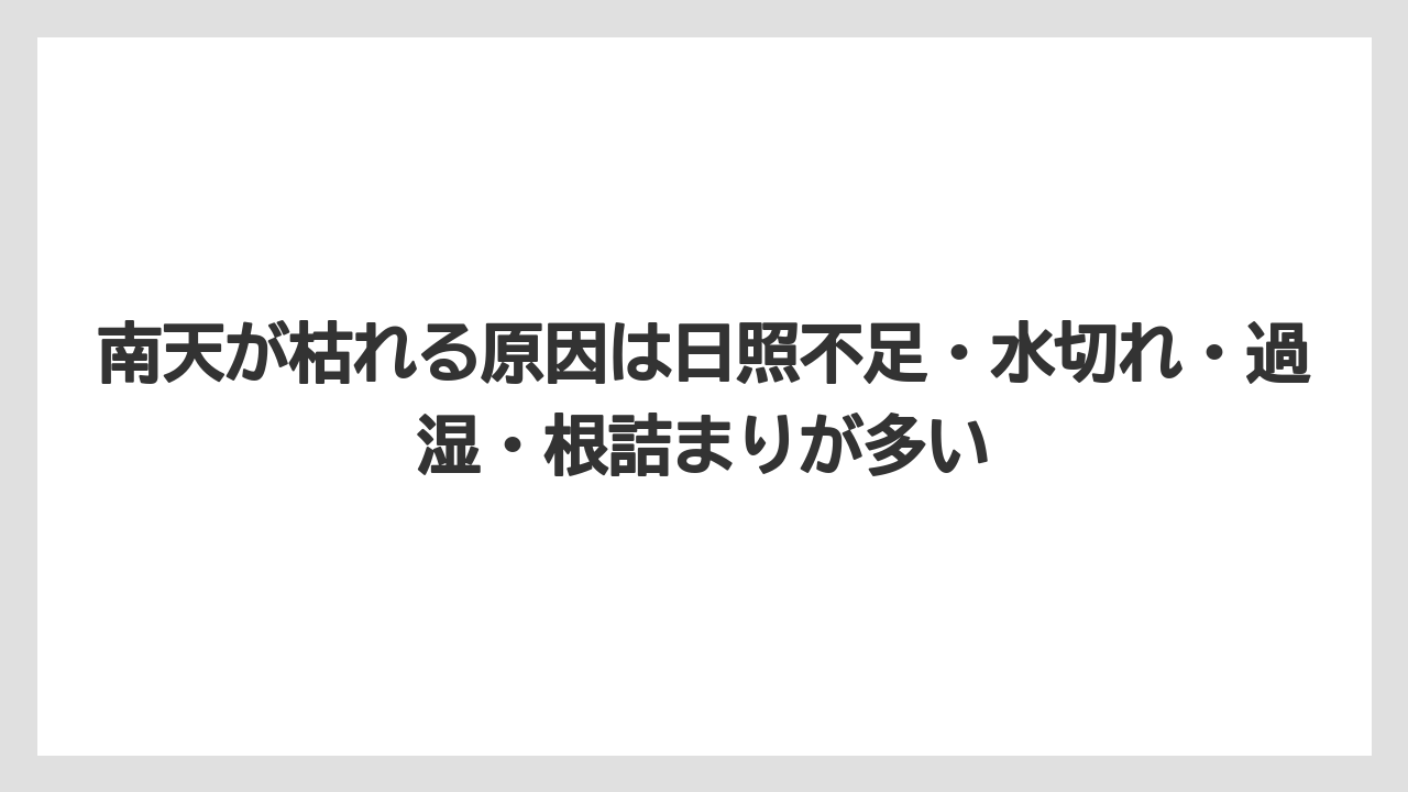 【ハイポネックス】【栽培】【農業】南天が枯れる原因は日照不足・水切れ・過湿・根詰まりが多い