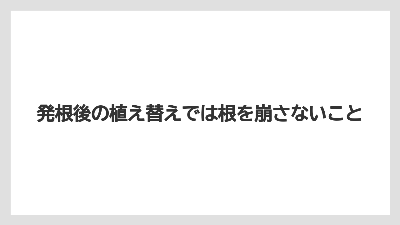 【バラ】【ミモザ】【栽培】【肥料】発根後の植え替えでは根を崩さないこと