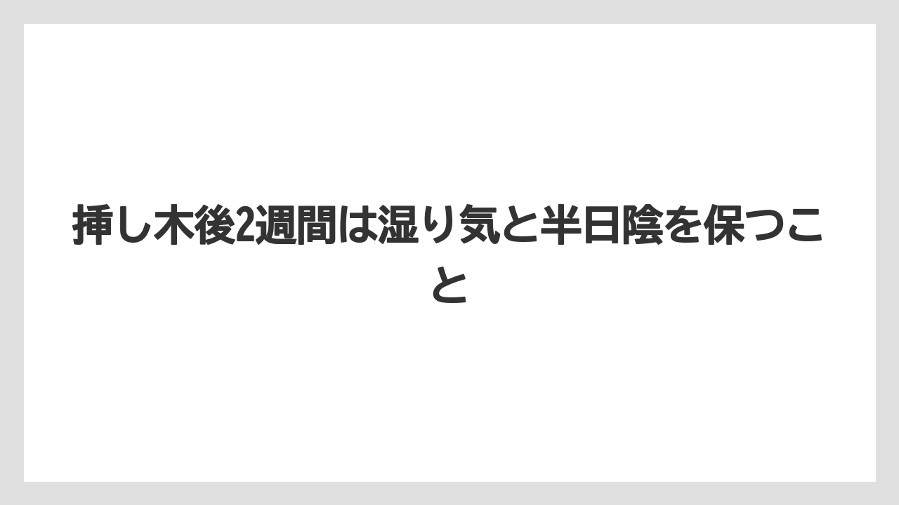 【バラ】【ミモザ】【栽培】【肥料】挿し木後2週間は湿り気と半日陰を保つこと