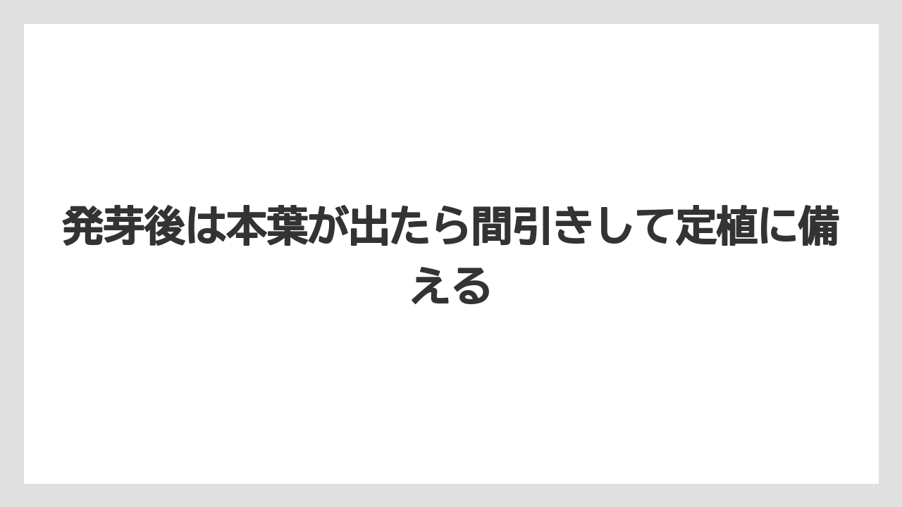 【ゴーヤ】【栽培】【農業】発芽後は本葉が出たら間引きして定植に備える